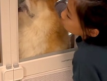 シャンプー後の犬を『ドライヤーハウス』に入れたらブチギレてしまい…もはや別の生き物な『表情』が7万再生「お顔がｗ」「絶望してて草」