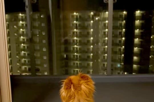 愛犬が亡くなり3ヶ月→ふとカメラロールを見てみたら…今すぐに会いたくなる『涙腺崩壊する光景』が150万再生「辛いよね」「励まされます」