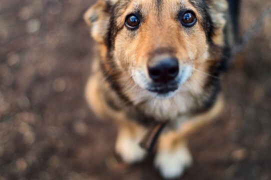 犬が亡くなったときに飼い主がすべきこと4選 まず何をすればいいの?必要な手続きまで