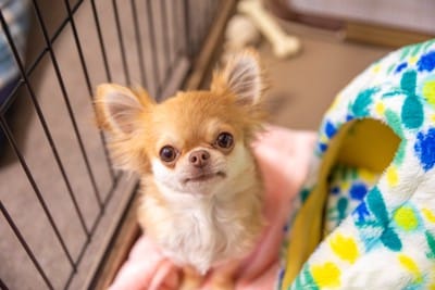 ケージに入っている犬