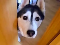 仕事中に大型犬が『ピンチです、来てください』と呼びに来たのでついて行くと…2匹の猫がしていた『謎行動』が11万再生「なんでそうなったｗ」