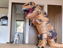 犬たちに『巨大な恐竜がいるドッキリ』を仕掛けた結果→『怖がるかな』と思ったら…想定外だった反応が70万再生「笑ったｗ」「好き過ぎる」