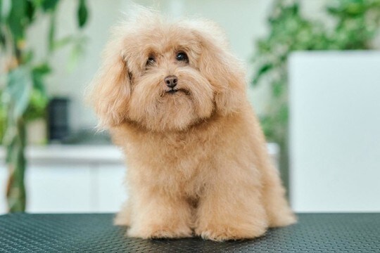 モッサリした『ボサボサのトイプードル』をトリミング→想像を超える『大変身』に37万再生の反響「ぬいぐるみみたい」「顔がタイプすぎる」