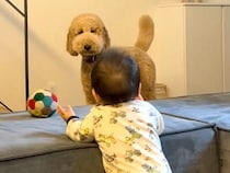 つかまり立ちする赤ちゃん→近くで見ていた大型犬が…まるで『本当のお姉ちゃんのような行動』が12万再生「中に人が入ってる」「ほのぼの」