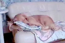 留守番中、地震に見舞われた大型犬→『見守りカメラ』で様子を確認したら…応援したくなる『一生懸命な姿』が150万再生「頑張りに涙が出た」