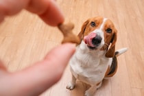 犬におやつを与えるときの注意点とは？一日にどれぐらい食べさせてもいいの？