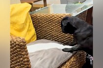 亡くなった猫の四十九日に、仲良しだった犬が…帰ってきたとしか思えない『衝撃の行動』が82万再生「遊んでる…」「猫パンチ繰り出してるね」