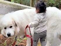 生まれた瞬間から大型犬と一緒にいる女の子→1年10ヶ月後、あまりにも尊い『はじめてのお散歩』が110万再生「優しい関係」「ほっこり」