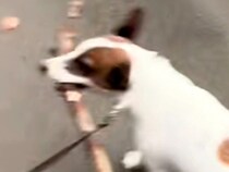 小さな犬が散歩で『巨大な木の棒』を発見→あまりにも面白い『サイズ感』に114万再生の反響「前向けてなくて草」「遭遇したい」「顔の角度ｗ」