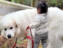 生まれた瞬間から大型犬と一緒にいる女の子→1年10ヶ月後、あまりにも尊い『はじめてのお散歩』が110万再生「優しい関係」「ほっこり」