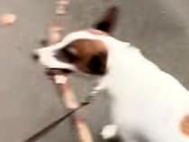 小さな犬が散歩で『巨大な木の棒』を発見→あまりにも面白い『サイズ感』に114万再生の反響「前向けてなくて草」「遭遇したい」「顔の角度ｗ」