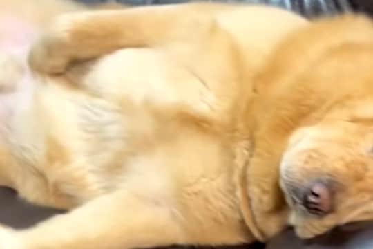 ソファで眠そうにしている大型犬を見てみたら…『中に人入ってる？』想像以上に"おじさんすぎる寝姿"に爆笑「休日の俺」「可愛すぎる」と反響