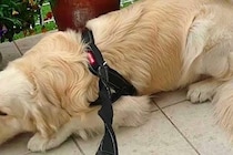 散歩に行くつもりの大型犬→『動物病院に行くこと』を伝えたら…子どものような『必死の抵抗』に反響「表情が可愛くて笑ったｗ」「微笑ましい」