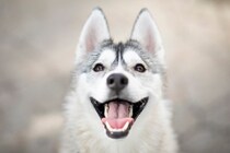 犬がみせる『幸せ』サイン4選　幸福感が高まっているときにみせる仕草や喜びを感じてもらう方法まで