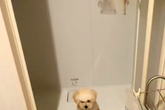 家の中で犬が行方不明に…探しまわった結果→予想の遥か上を行く『迷子になっていた理由』が62万再生「犬生1周目で草」「赤ちゃんすぎるｗ」