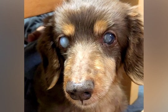 『目が見えないから』と捨てられた老犬→猫たちのいる家にお迎えした結果…涙が止まらない『感動の物語』に反響「分かってるんだ」「優しい」