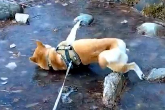 凍った池に向かった犬→『転んでしまう』と思いきや…想定外だった『まさかの光景』が27万表示「柴流のスケートかな?」「楽しそうw」と爆笑
