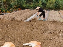 畑仕事をする小学生の男の子→2匹の柴犬が寝転がり…情緒あふれる『素敵な光景』に10万いいね集まる「ふかふかだろうな」「気持ちよさそう」