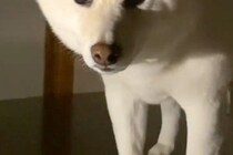 深夜の2時、物音がしたのでふと見てみたら犬が…思わず笑ってしまう『まさかの状況』が40万再生「表情たまらんｗｗ」「どうしてそうなった」