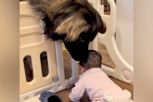 体重差50キロもある『赤ちゃんと超大型犬』→生まれた時から一緒に暮らして…本当の兄妹のような『尊いやり取り』に11万再生の反響