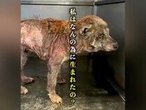 『幸せって…なに？』繁殖業者に棄てられ、極限状態の『ボロボロの犬』を保護→涙が止まらない『現在の姿』が22万再生「本当に感謝」と称賛続々