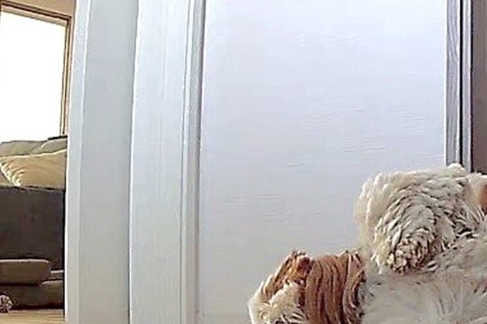 お留守番をする犬→『寂しがっていないかな』と心配でカメラを見た結果…思っていたのと違う光景に反響「行き倒れかな…w」と爆笑の声