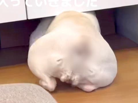 扉の下をくぐろうとする犬→まさかの悲劇が…思わず笑ってしまう『20秒後の光景』が500万再生「困り顔かわいい」「愛おしすぎるw」と絶賛