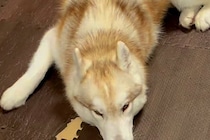 ママが出かけて10分後、大型犬が落ち込みまくり…思った以上の『絶望』と『再会の瞬間』が30万再生「超愛されてる」「マザコンで最高」