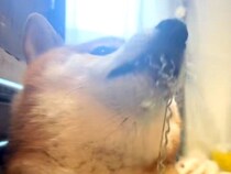 カーペットにイタズラする犬→偶然インターホンが鳴った、次の瞬間…勘違いで見せた『まさかの反応』が82万再生「自覚ありｗ」「反応早くて草」