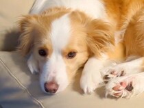 急にくっつくようになった犬→心配で病院に連れて行ったら…獣医から告げられた『想定外の診断結果』に爆笑の声「声出して笑った」「安心ｗ」