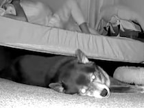 夜中、寝返りを打ったら『床で寝ていた犬』が…カメラが捉えた『衝撃的な反応』が72万再生「般若の顔で草」「めっちゃ強そうｗｗ」と反響