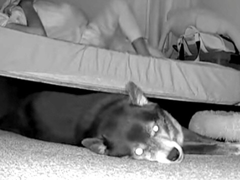 夜中、寝返りを打ったら『床で寝ていた犬』が…カメラが捉えた『衝撃的な反応』が72万再生「般若の顔で草」「めっちゃ強そうｗｗ」と反響