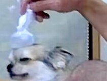 突然『ペットカメラを見て！』と電話→何事かと思ったら…おじいちゃんが犬にしていた『まさかの行動』が202万再生「可愛すぎ」「愛されてる」