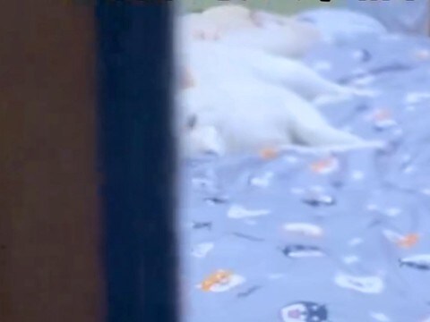 『5年間、犬と同じ布団で寝た』結果→夜になると…ドアを開けた瞬間の『尊すぎる光景』が50万再生「人間みたい」「一緒に寝たい…」と絶賛の声