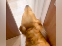 家に遊びに来たおじいちゃん→4歳の大型犬が、聞いたこともない声で…愛に溢れている『激しい熱烈大歓迎』に反響「嬉しさ爆発」「ラブラブ」