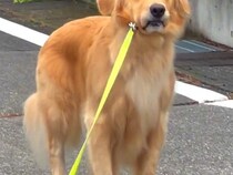 大型犬と朝の散歩へ→普通に歩いていたと思ったら、5分後…想定外な『まさかの光景と態度』が278万再生「眉ｗｗ」「気分じゃないのかなｗ」