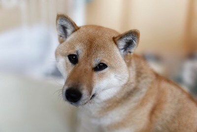こちらを見る柴犬
