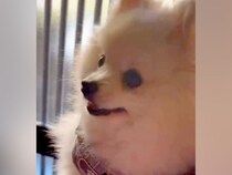 いつも一緒にいるおばあちゃんに『バイバイ』と言われた犬→文句が止まらず…『ばぁばも行くの！』あまりにも尊い光景に反響「言葉理解してる」