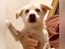 施設から引き取った犬→インターネットで『きょうだいを探してみた』結果…２ヶ月後の『奇跡のような展開』に感動「素敵」「愛がいっぱい」