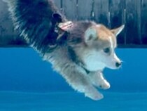 短足の犬が『プールに飛び込む瞬間』を撮影→思った以上に『美しすぎるフォーム』に4万いいね集まる「素晴らしい」「オリンピック出れる」と絶賛