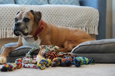 犬と複数のロープのおもちゃ