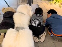 アウトレットへ超大型犬とお出かけ中『3人の小さな子供』と出会い…いつまでも見ていたい『尊い光景』が16万再生「癒される」「優しい世界」