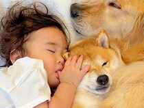 なかなか寝付けない1歳の女の子→犬たちと一緒に転がった結果…包容力がありすぎる『あまりにも尊い光景』が26万再生「人とか犬とか超えてる」