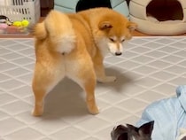 ケンカしている2匹の犬→『緊張感が漂っている』と思いきや…まさかの『お尻での誘い』に3万いいね「想像の5倍誘ってて草」「見事なおちりｗ」