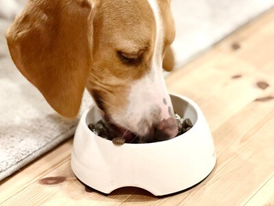 ごはんを食べる犬