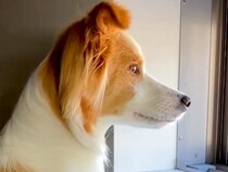 『窓から外を見るときは手をかけないでね』と犬に伝えた結果…ジワジワくる『まさかの光景』が10万再生「ちゃんと守ってて草」「お利口さんｗ」