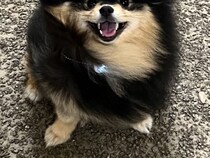 『この人、犬好きだ！』と、気付いたポメ→次の瞬間…想定以上に可愛い『まさかのリアクション』に3万いいね「ぜひ会いたい…」「いい顔」と絶賛