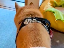 娘用に買ったパンツが小さかったので『16歳の老犬に履かせた』結果…想像以上の『フィット感』が97万再生「可愛いｗｗ」「たまらん」と絶賛