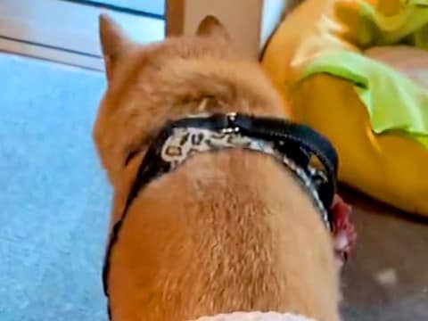 娘用に買ったパンツが小さかったので『16歳の老犬に履かせた』結果…想像以上の『フィット感』が97万再生「可愛いww」「たまらん」と絶賛