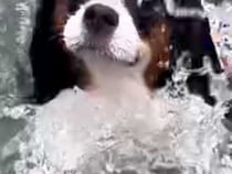 水泳教室で泳ぎを練習する2匹の犬→一生懸命になりすぎて…思わず笑ってしまう『必死すぎる表情』に反響「お目々が落ちそうｗ」「笑ったｗｗ」